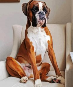 Boxer Dog paint by number