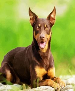 Brown Australian Kelpie Dog paint by numbers