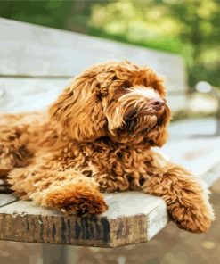 Brown Labradoodle Dog paint by number