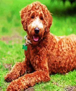 Brown Labradoodle paint by number