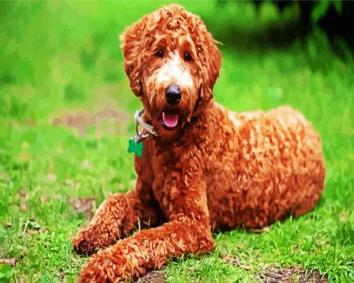 Brown Labradoodle paint by number