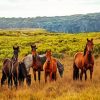 Brumby Horses paint by number