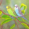 Budgies Birds paint by numbers