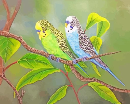 Budgies Birds paint by numbers