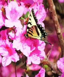 Butterfly On Azaleas Flowers paint by numbers