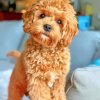 Cavapoo Puppy paint by numbers