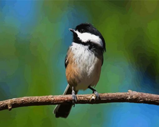 Chickadee Bird paint by numbers