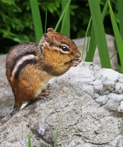 Chipmunks Animal paint by number