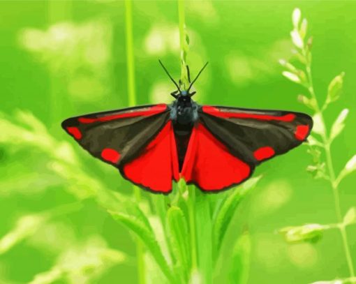 Cinnabar Moth Butterfly paint by numbers