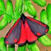 Cinnabar Moth paint by numbers