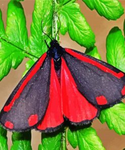 Cinnabar Moth paint by numbers