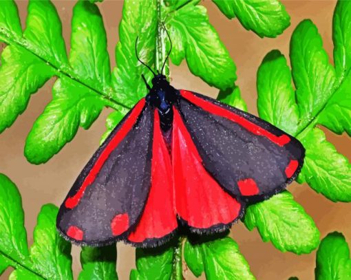 Cinnabar Moth paint by numbers