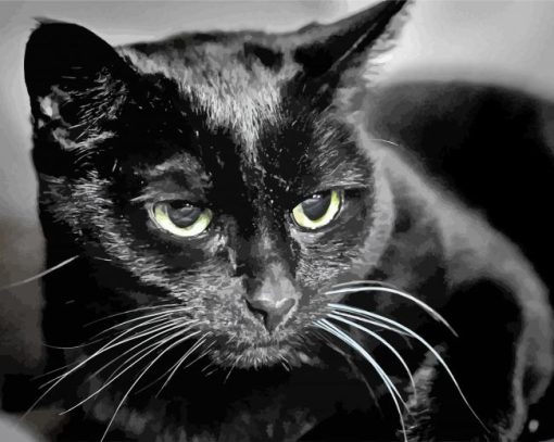 Close Up Bombay Cat paint by number