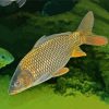 Common Carp Fish paint by numbers