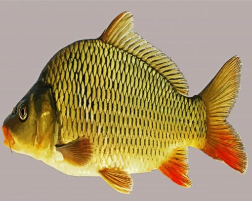 Common Carp paint by numbers