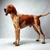 Coonhound paint by numbers