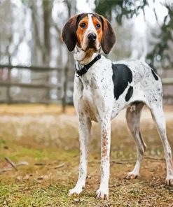 Coonhound paint by number