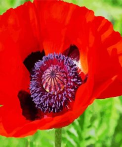 Coquelicot Poppy paint by numbers