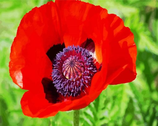 Coquelicot Poppy paint by numbers