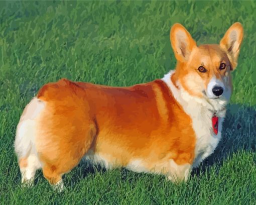 Corgi Dog Puppy paint by numbers