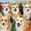 Corgis Animals paint by number