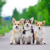 Corgis Puppies Animal paint by number