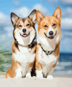 Corgis Puppies Animals paint by number