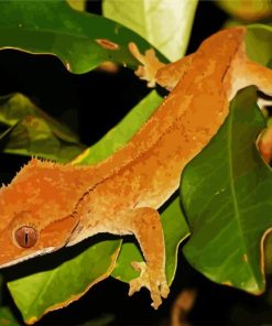 Crested Gecko Lizard paint by numbers