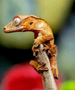 Crested Gecko paint by numbers