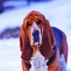 Cute Bloodhound In Snow paint by numbers