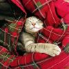 Cute Cat Sleeping In A Blanket paint by numbers