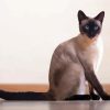 Cute siamese paint by numbers