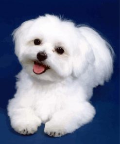 Cute White Bichon paint by numbers