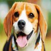 Cute Beagle Dog Head paint by number