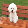 Cute Bichon Puppy paint by number