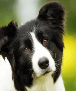 Cute Border Collie paint by numbers