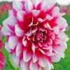 Dahlia Flowers paint by numbers