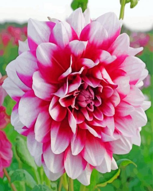 Dahlia Flowers paint by numbers