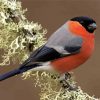 Aurasian Bullfinch paint by number