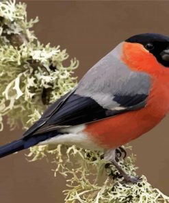 Aurasian Bullfinch paint by number