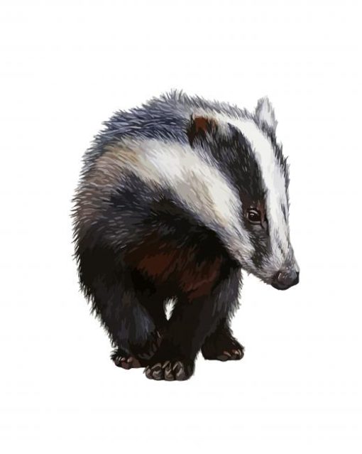 European Badger Animal paint by numbers