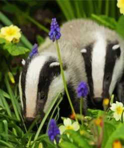 European Badger paint by number paint by numbers