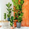 Fiddle Leaf Fig Plant paint by number