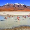 Flamingos In Bolivia paint by number