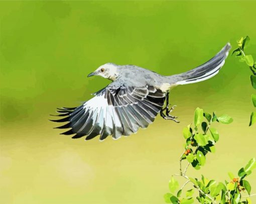 Flying Northern Mockingbird paint by number