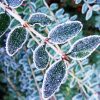 Frost On Leaves paint by number