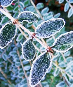 Frost On Leaves paint by number