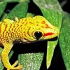 Gecko Reptile paint by number