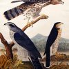 Goshawk Stanley Hawk By John James Audubon paint by numbers