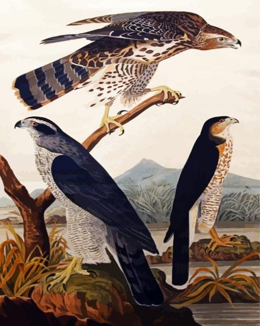 Goshawk Stanley Hawk By John James Audubon paint by numbers